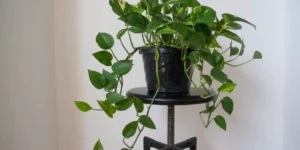 What Are the Best Indoor Plants for Beginners?