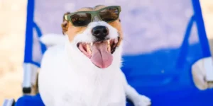 What Are the Best Smart Pet Products for Keeping Pets Active Indoors?